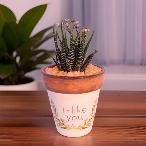 صبار في بوت ملون