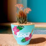 صبار في بوت ملون