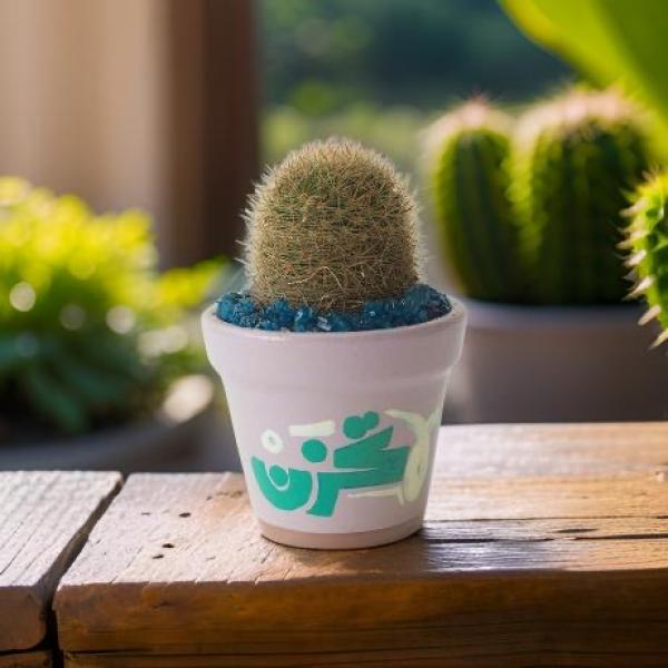 صبار في بوت طبيعي