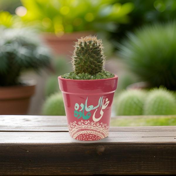 صبار في بوت ملون