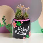 صبار في بوت ملون