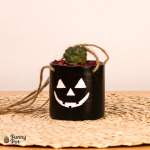 ميني بوت بالصبار الطبيعي