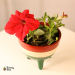 بوت بنبات البتونيا الطبيعي