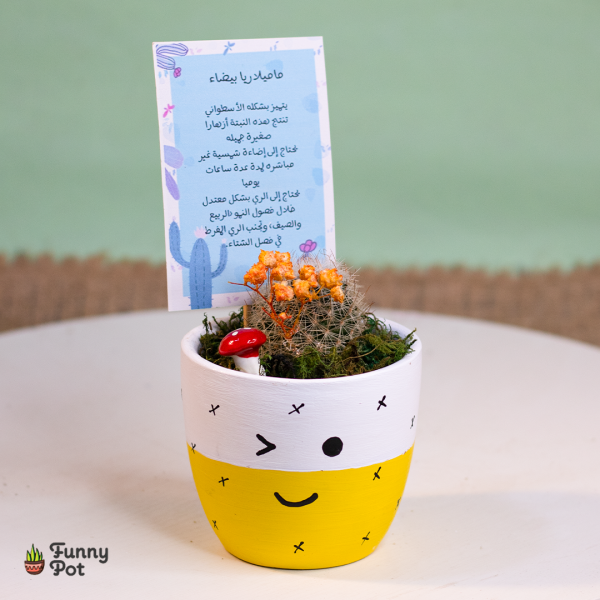 بوت كيوت بالصبار الطبيعي