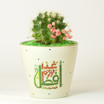 صبار في بوت ملون