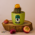 بوت بالصبار الطبيعي