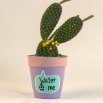 صبار في بوت ملون