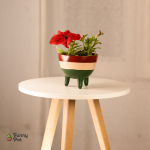 بوت بنبات البتونيا الطبيعي