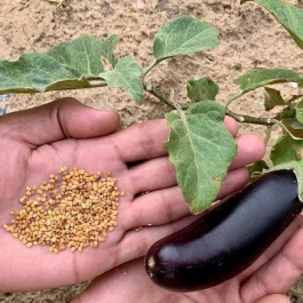 بذور بذنجان