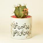 صبار في بوت ملون