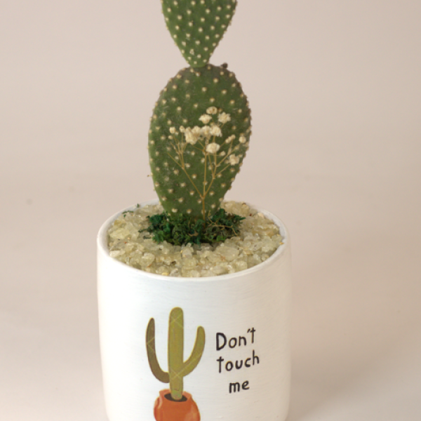 صبار في بوت ملون