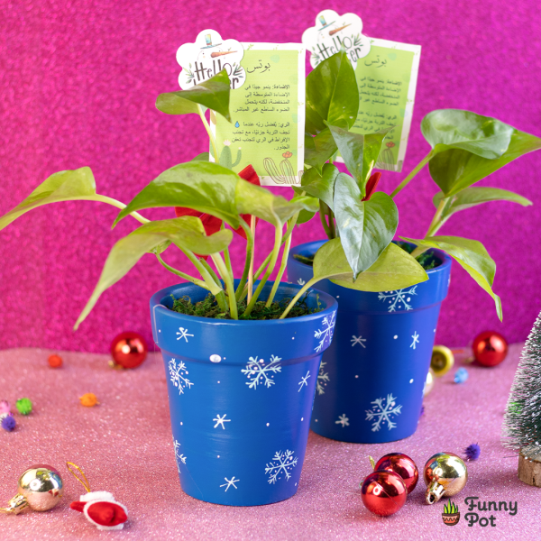 نبات بوتس طبيعي