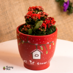 بوت فخار بنبات الكلانشو