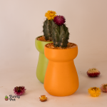 بوت بالصبار الطبيعي