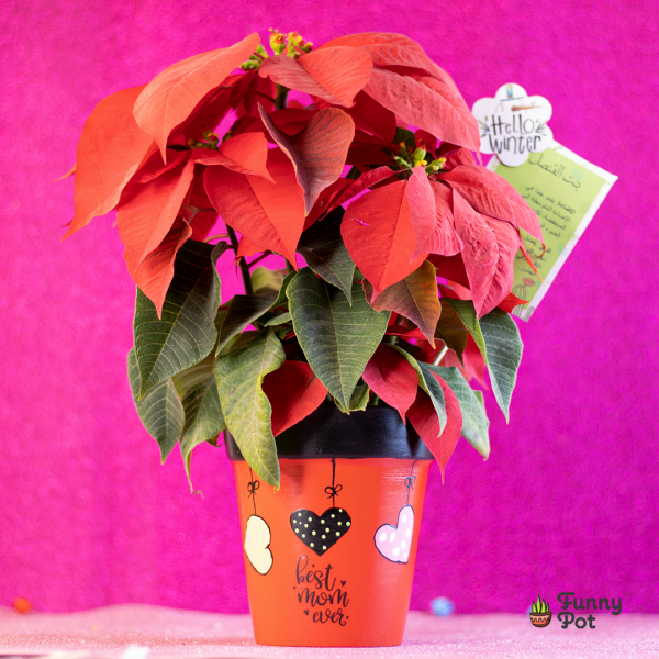 نبات بنت القنصل طبيعي