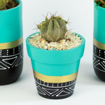 صبار في بوت ملون