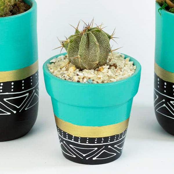 صبار في بوت ملون