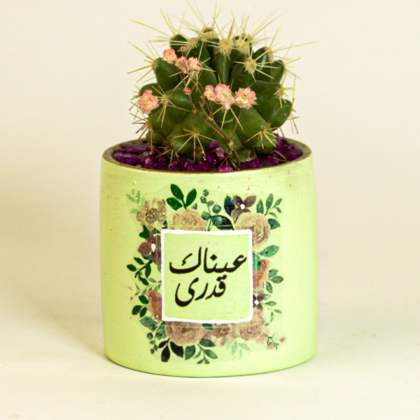 صبار في بوت ملون