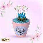 بوت فخار صبار طبيعي