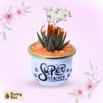 بوت فخار صبار طبيعي