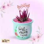 بوت فخار صبار طبيعي