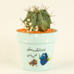 صبار في بوت ملون